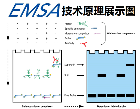 凝膠遷移或電泳遷移率EMSA實(shí)驗
